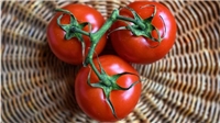 آیا خوردن گوجه فرنگی می تواند سلامت روده شما را بهبود بخشد؟